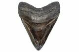 Fossil Megalodon Tooth - South Carolina #357372-1